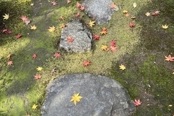 京都はまだしばらく紅葉の季節、楽しめそうです。