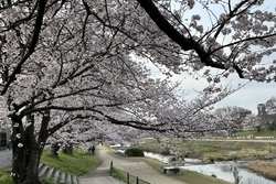 鴨川は桜が見頃です。