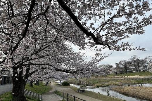 京都｜マンション入居者募集情報