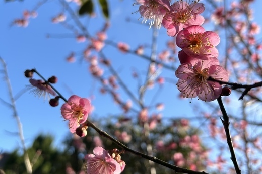 京都｜マンション入居者募集情報（新着情報あり！）